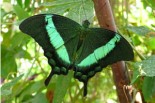 papillon, forêt, vert, écologie