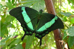 papillon, forêt, vert, écologie