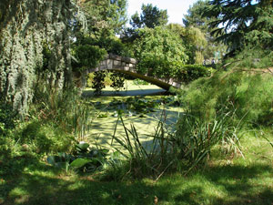 paysage, arbre, herbe, nénuphar