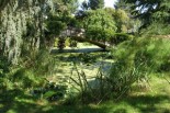 paysage, arbre, herbe, nénuphar